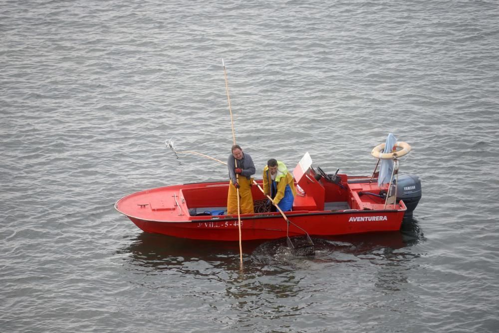 Libre marisqueo bajo el puente de A Illa