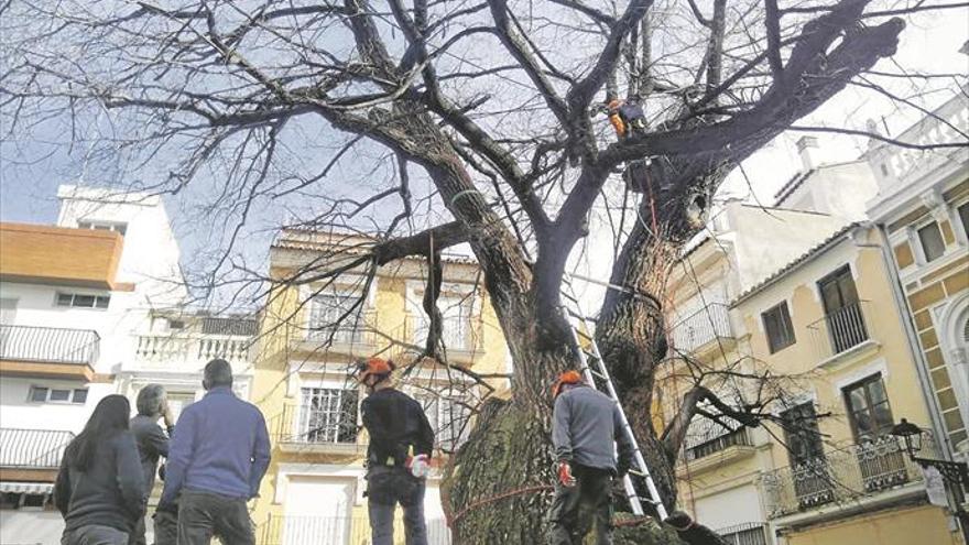 El olmo de Navajas goza de una salud de hierro