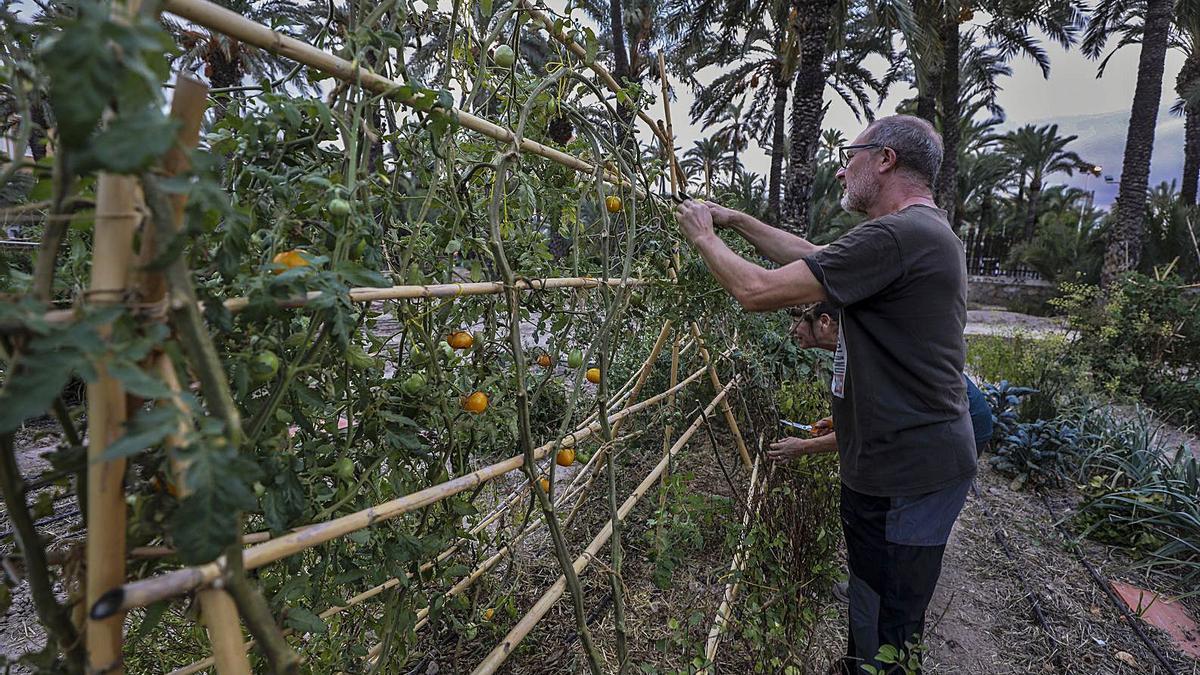 Un cultivador atiende su cosecha de tomates en el huerto urbano ilicitano.  | ANTONIO AMORÓS