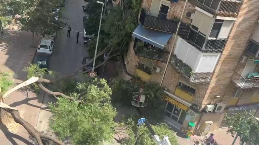 Árbol caído en la calle actor José Crespo
