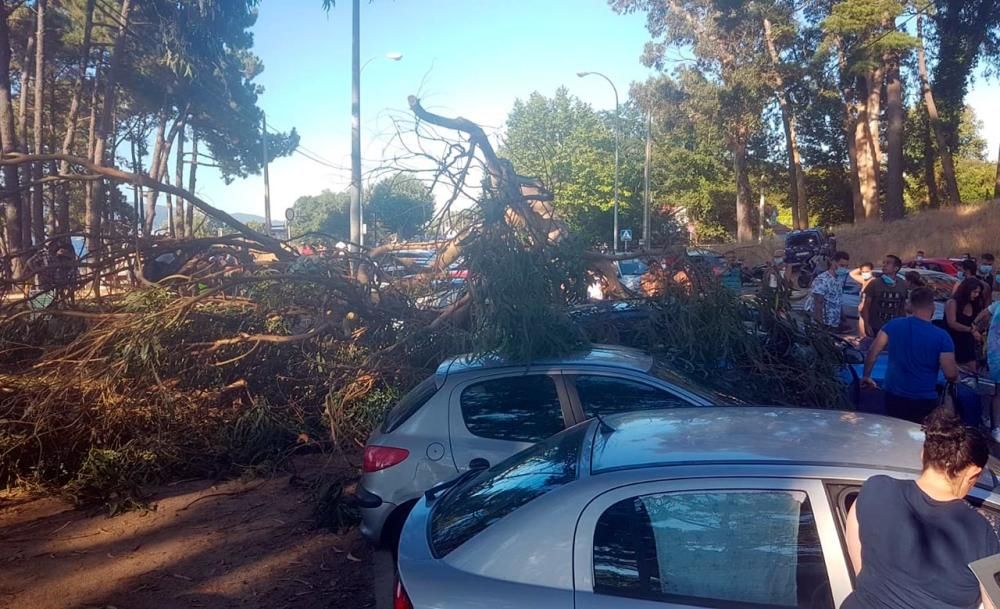 La rama caída en Samil sobre los vehículos aparcados