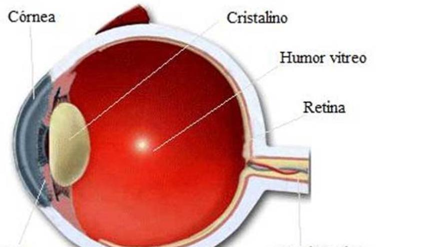 Los problemas de las retinas son unos de los más recurridos en oftalmología.