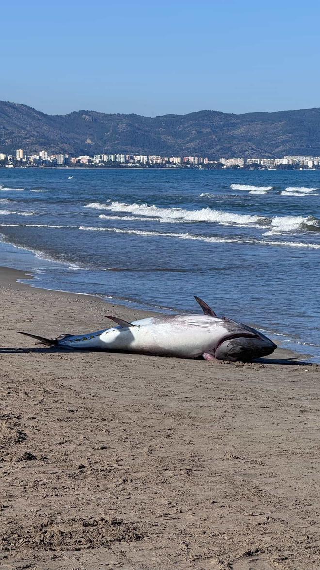 Galería de fotos: Un atún aparece en la Playa del Pinar del Grau de Castelló