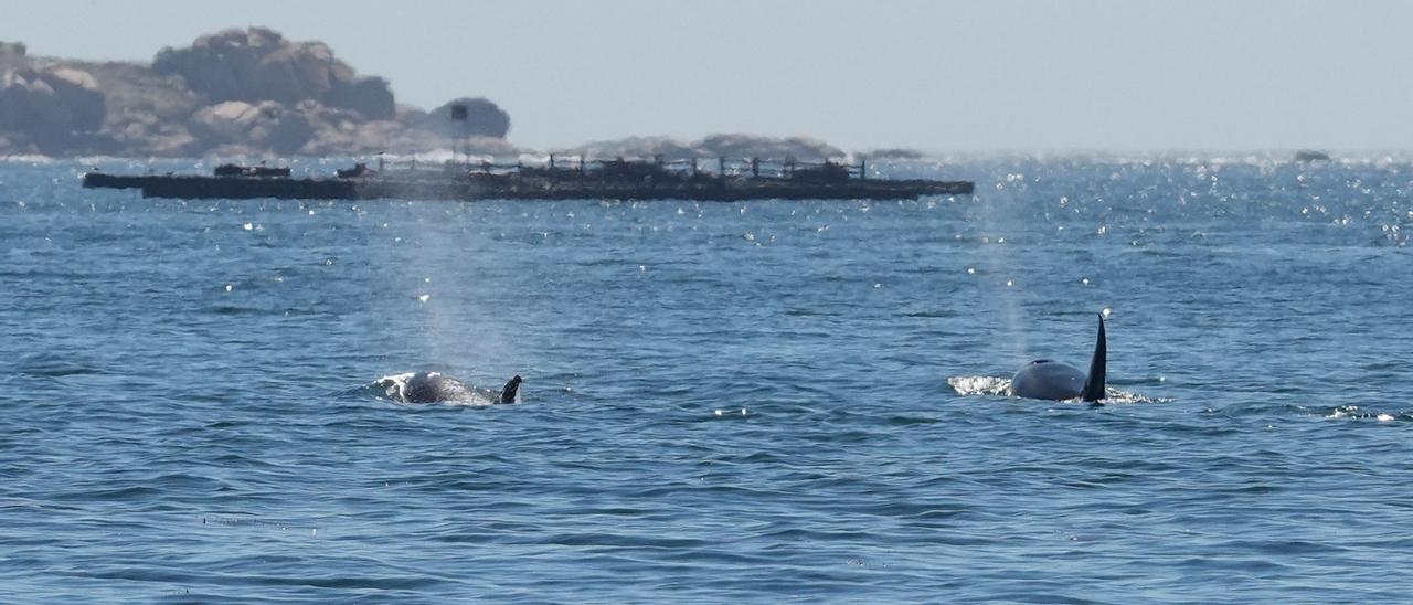 Dos de las orcas fotografiadas dentro de la ría de Arousa desde el barco &quot;Chasula&quot;.