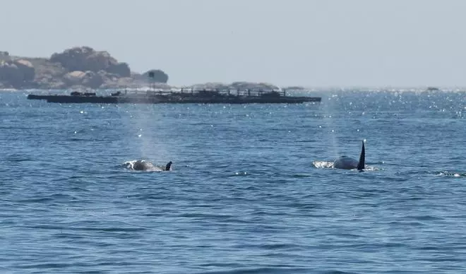 ¿Las orcas?, encantadas de la vida en las Rías Baixas
