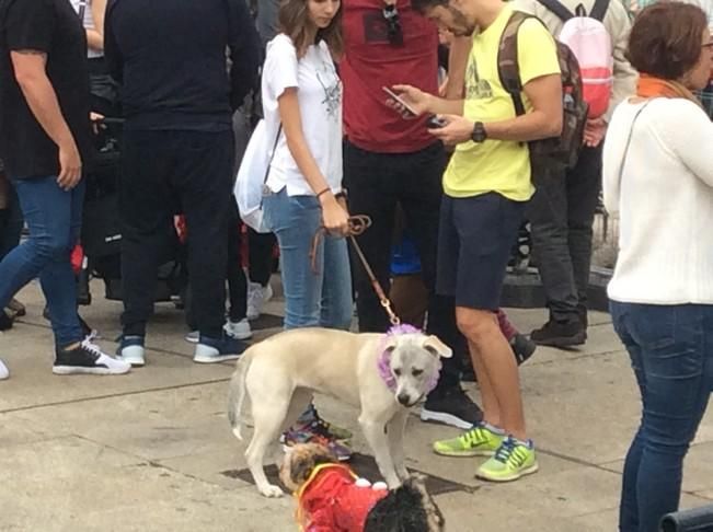 Carnaval de Las Palmas de Gran Canaria 2017: Carnaval Canino