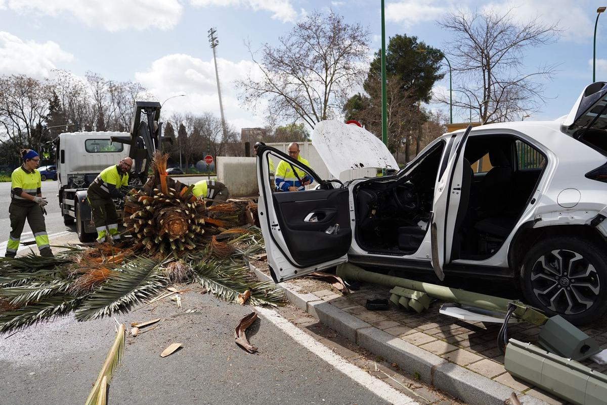 Imagen del coche y los restos de la palmera.