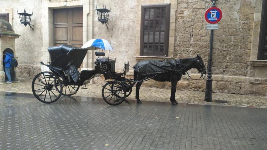 Los caballos, este miÃ©rcoles bajo las intensas lluvias