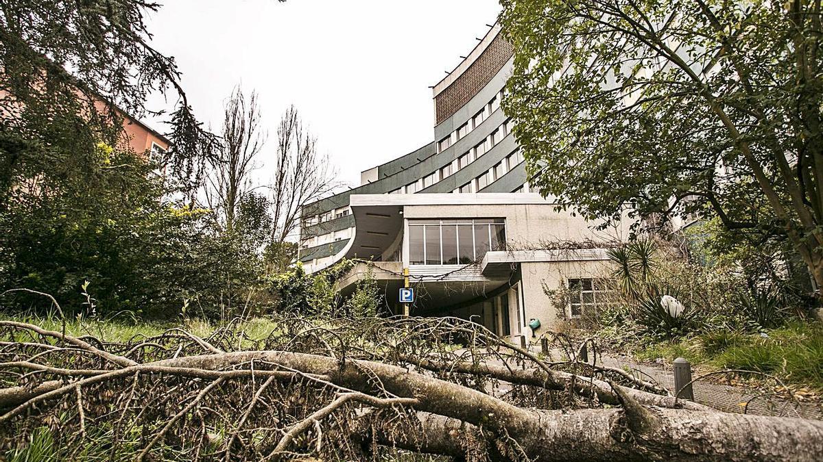 Un árbol cayíu frente al edificiu de Maternidá del vieyu HUCA. | Irma Collín