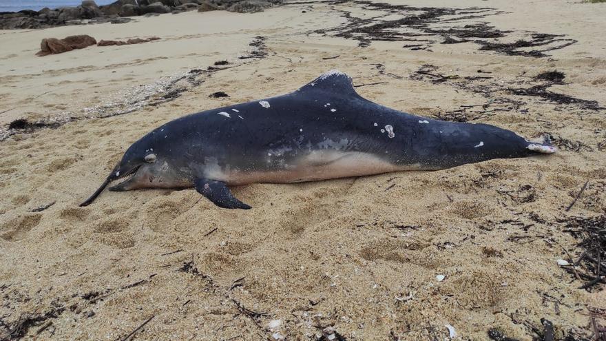 Aparece otro delfín muerto en O Grove