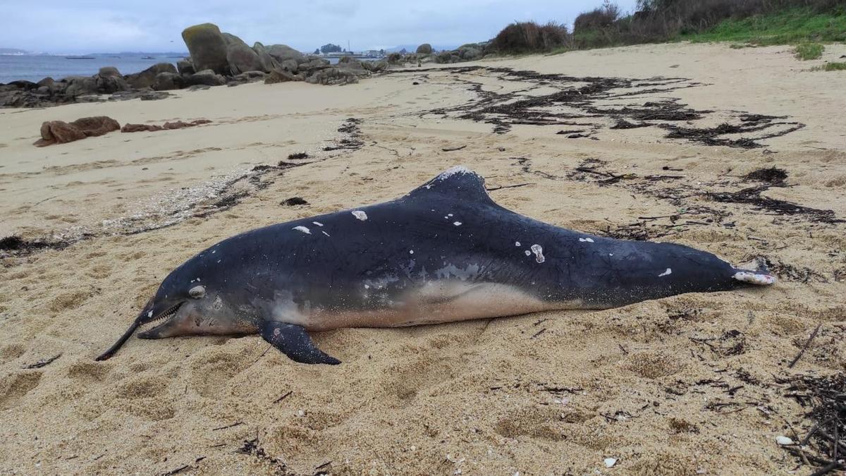 El arroaz aparecido esta mañana en playa Mexilloeira.