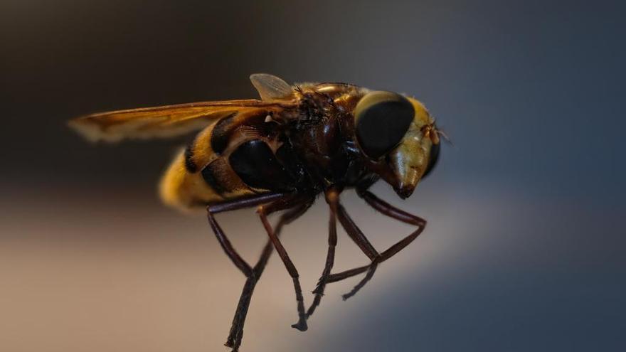 58 reacciones graves a picaduras de abejas y avispas en cuatro meses en Vigo