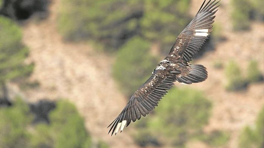 Las regiones del Pirineo, unidas en un estudio sobre las aves rapaces