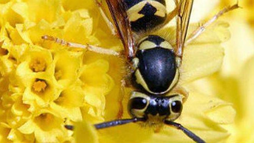 Fallece en Asturias un anciano tras ser picado por varias avispas