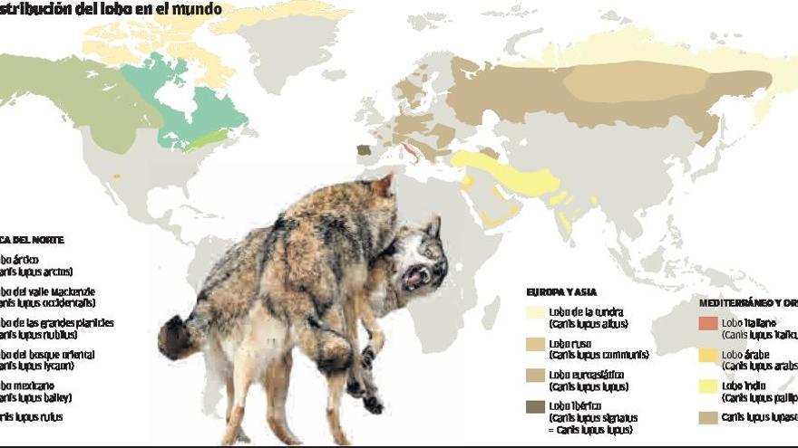 El lobo contra el mundo