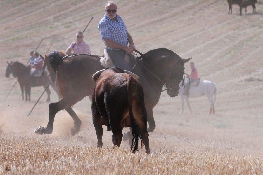 Encierro de campo en Villaescusa