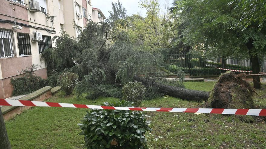 Caen, al menos, dos árboles por el temporal en Cáceres