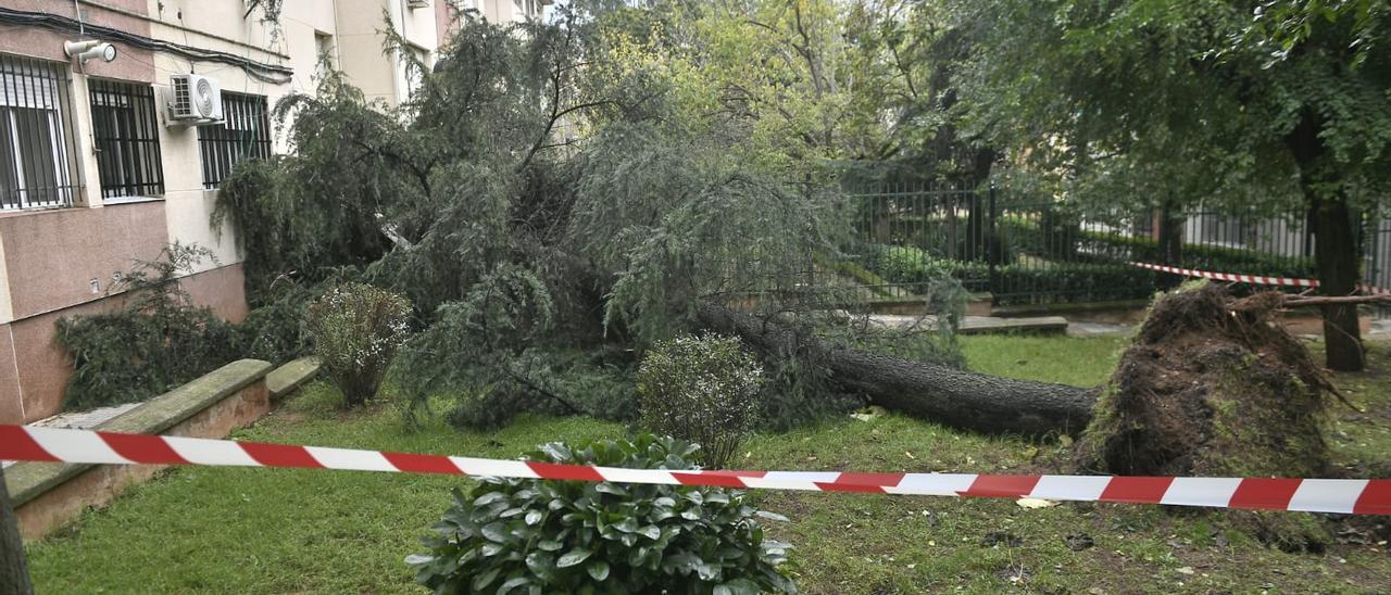 Árbol caído en las inmediaciones de la calle Maladeta.