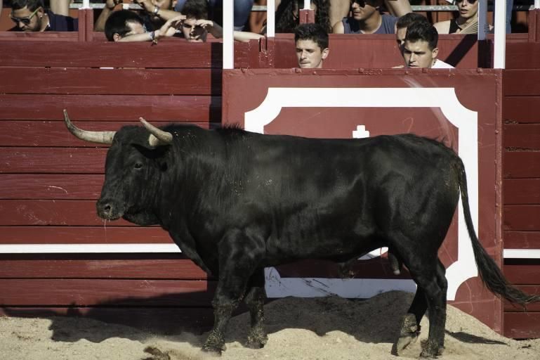 Concurso de cortes en la Plaza de Toros de Benaven