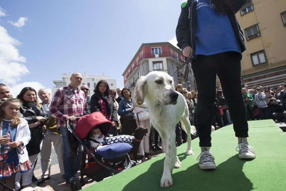 Desfile de perros en adopción en la calle Gascona de Oviedo