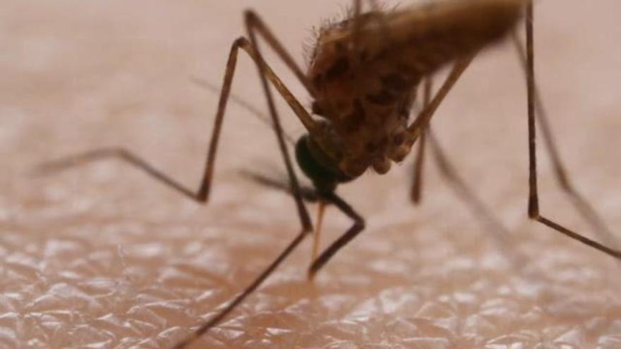 Badajoz realizará una segunda fumigación en el Guadiana para reducir el riesgo de mosquitos