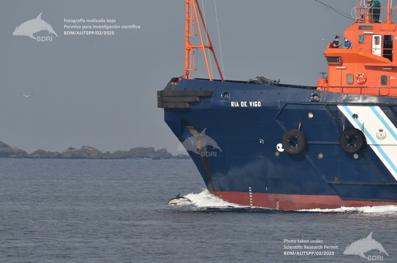 Biólogos, doctores y estudiantes del BDRI hacen un estrecho seguimiento de los mamíferos marinos en las rías de Vigo, Pontevedra y Arousa.