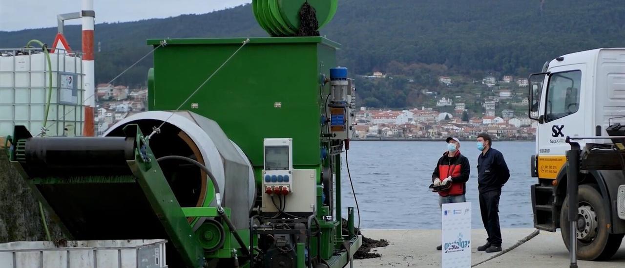 El proyecto de Cereijo ha desarrollado una máquina para clasificar las algas y los residuos