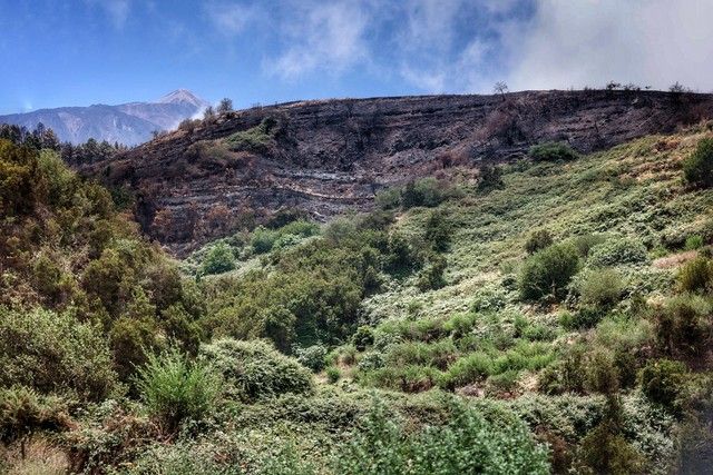 Zonas arrasadas por el incendio en el Norte de Tenerife