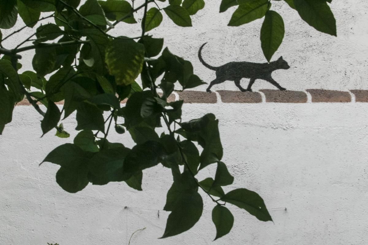 Fotogalería / Descubriendo los patios de la ruta del Realejo y San Andrés