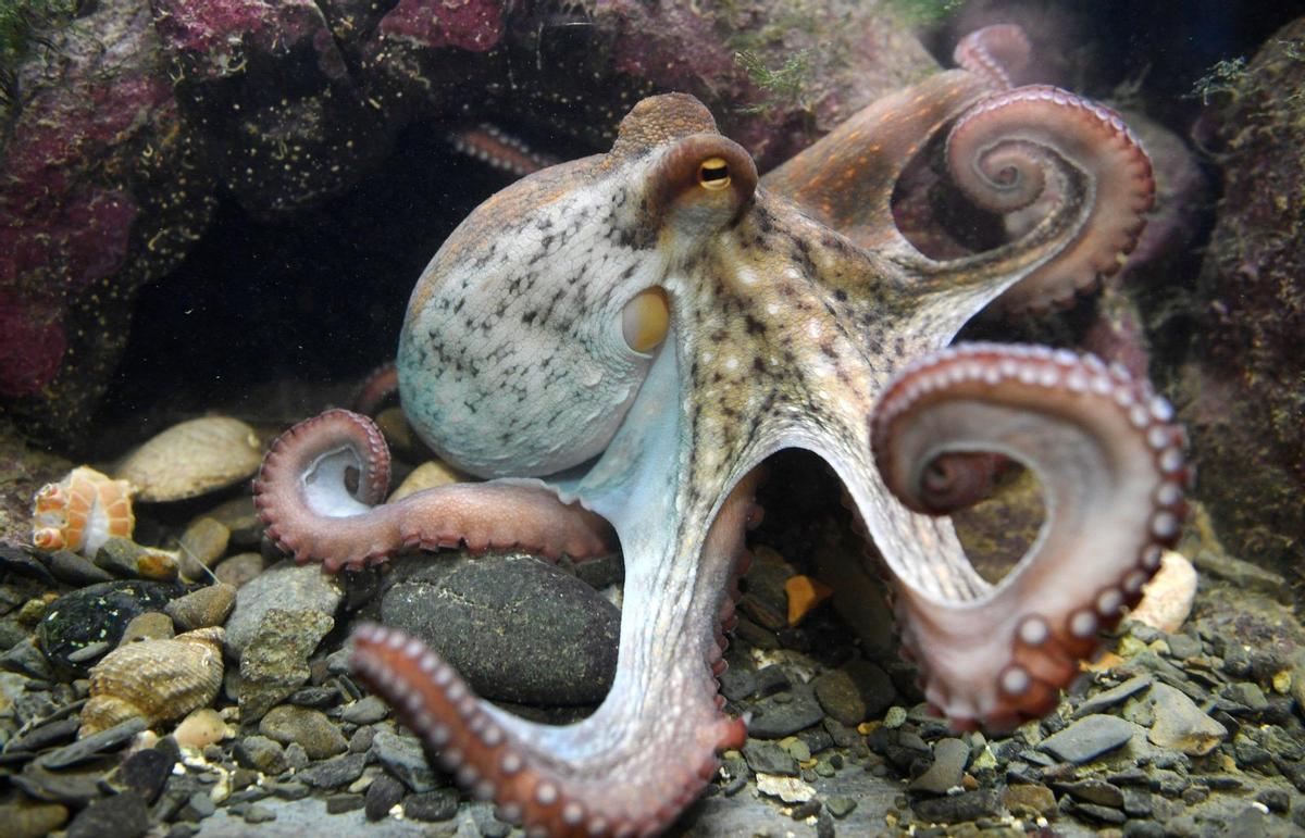 Pulpo.