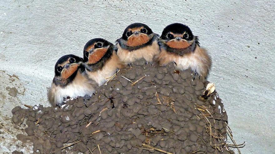 Esto es lo que te puede pasar si destruyes un nido de golondrina (y de otras aves)