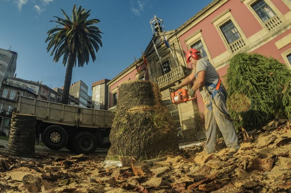 Palmera Vilagarcía