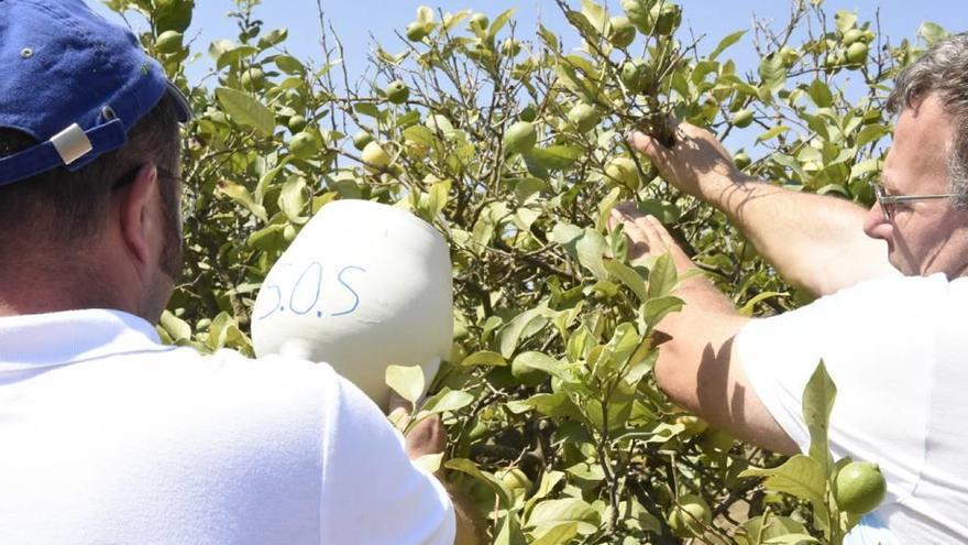 &quot;Hay días que no voy a la tierra porque veo caer los cítricos y no puedo hacer nada&quot;