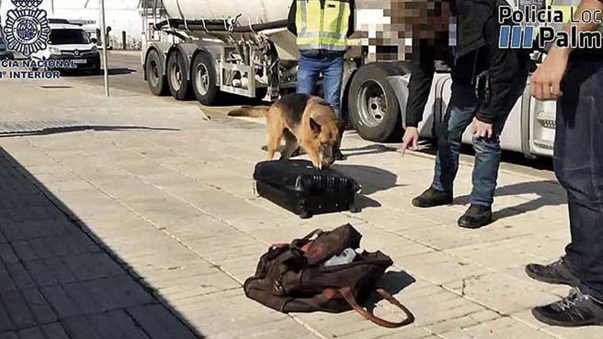 Un perro adiestrado olisquea la maleta en la que fue hallada la cocaÃ­na.