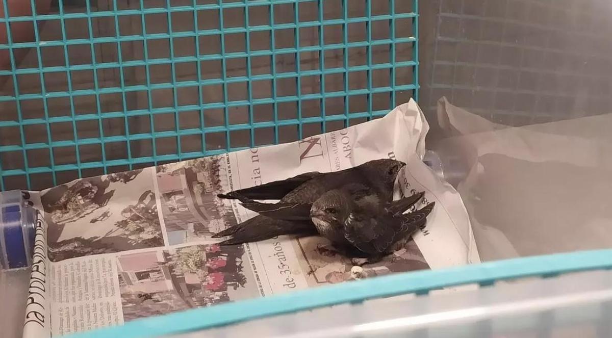 Polluelos de vencejo (rescatados) en una imagen de archivo.