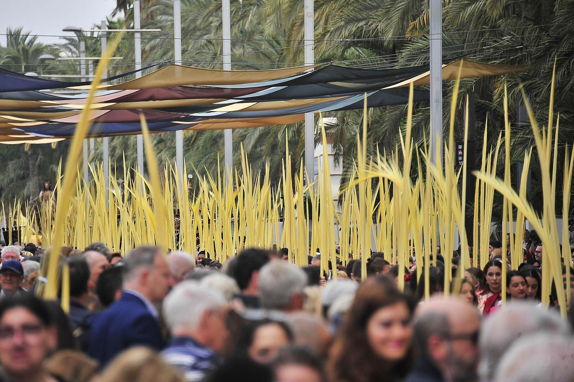 Miles de palmas blancas llenan Elche de tradición