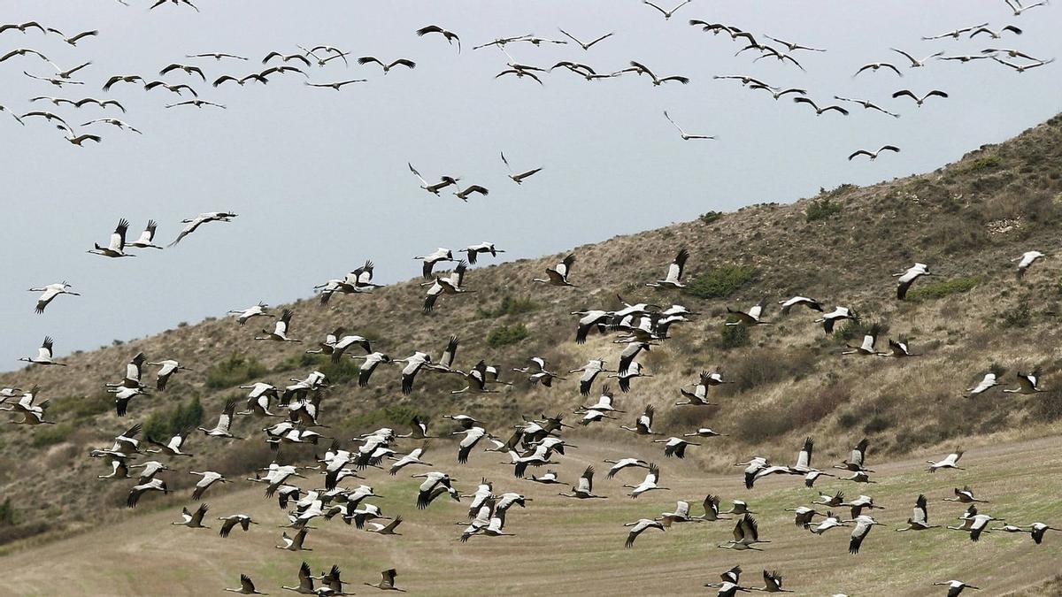 Grullas en Gallocanta.