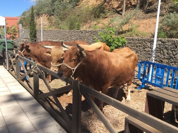 Montaña Alta de Guía celebra los 40 años de la Fiesta de Queso