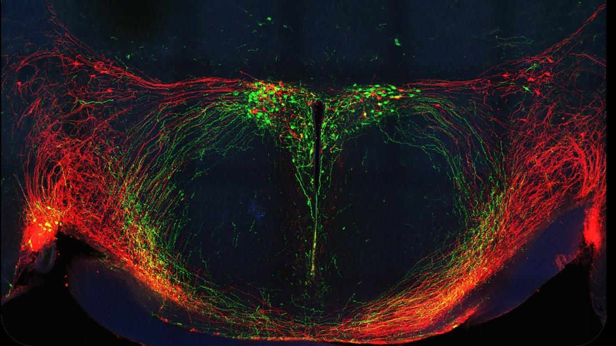 Circuitos de oxitocina (verde) y vasopresina (rojo) en el hipotálamo del cerebro del ratón