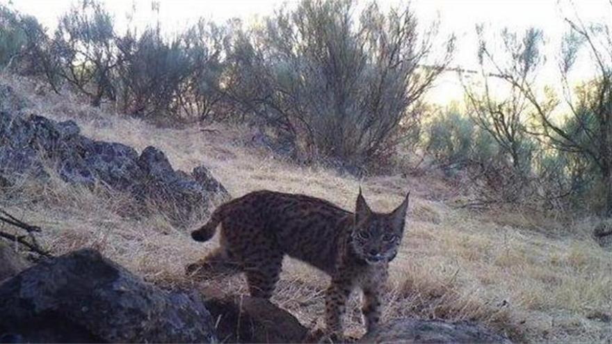 Las conejas empiezan a criar en el Valle del Matachel, zona de reintroducción del lince ibérico