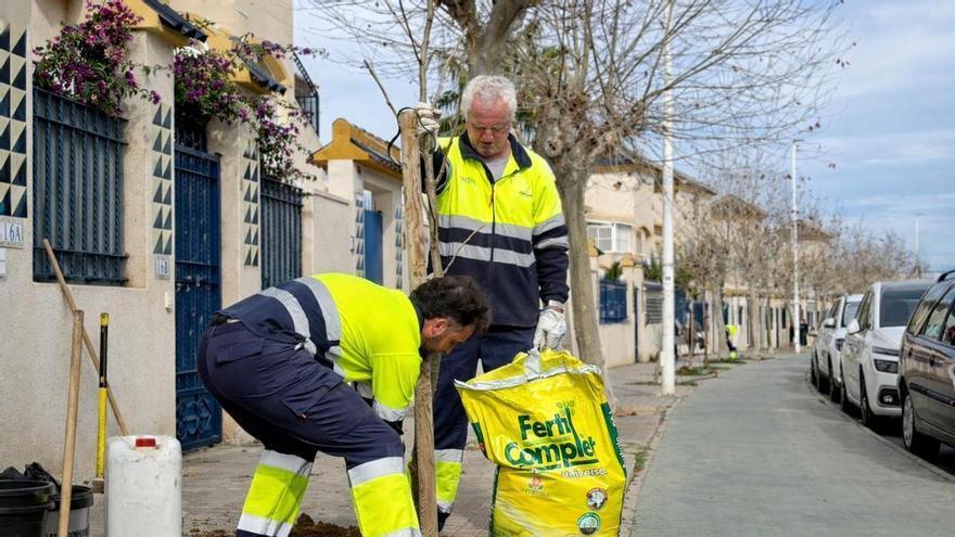 Cerca de medio centenar de nuevos árboles mejoran la sombra y el paisaje urbano en Torrevieja