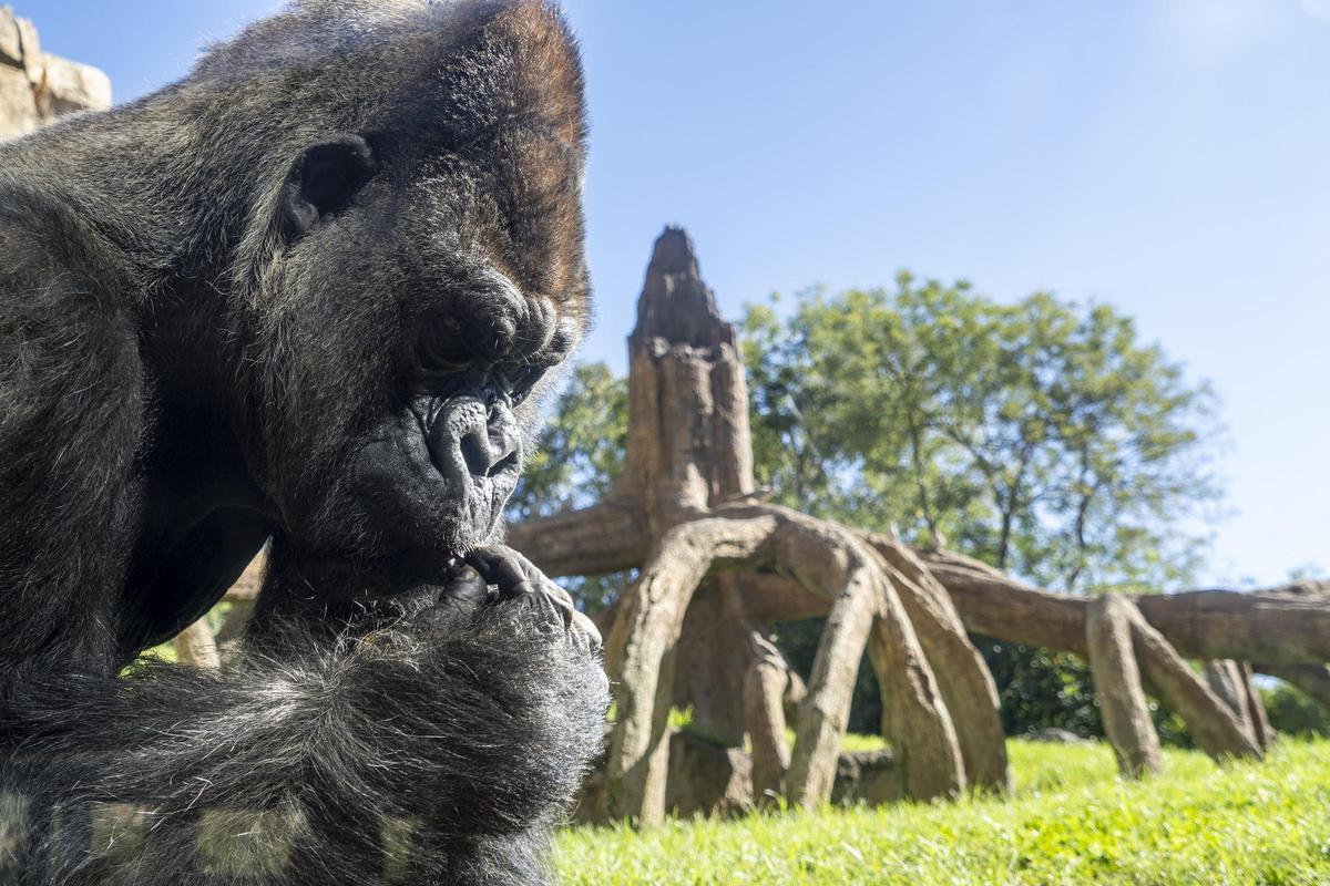 Bioparc destaca por su compromiso con la conservación de los ecosistemas y las especies en peligro.