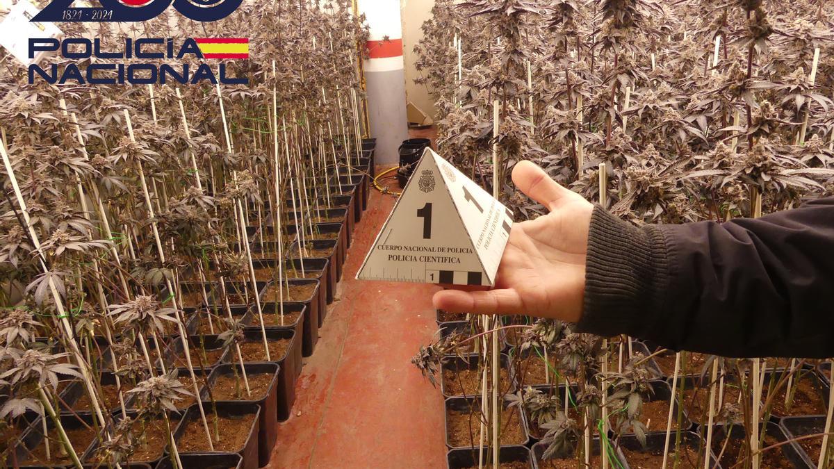 La plantación encontrada por la Policía Nacional en Sant Cugat