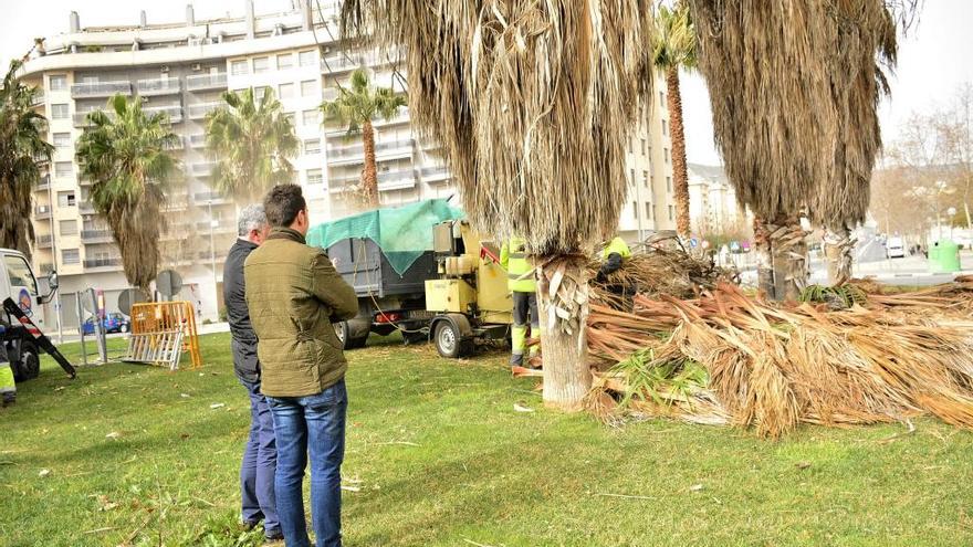 Elda poda las palmeras de la plaza del Ejército Español y el colegio Santo Negro