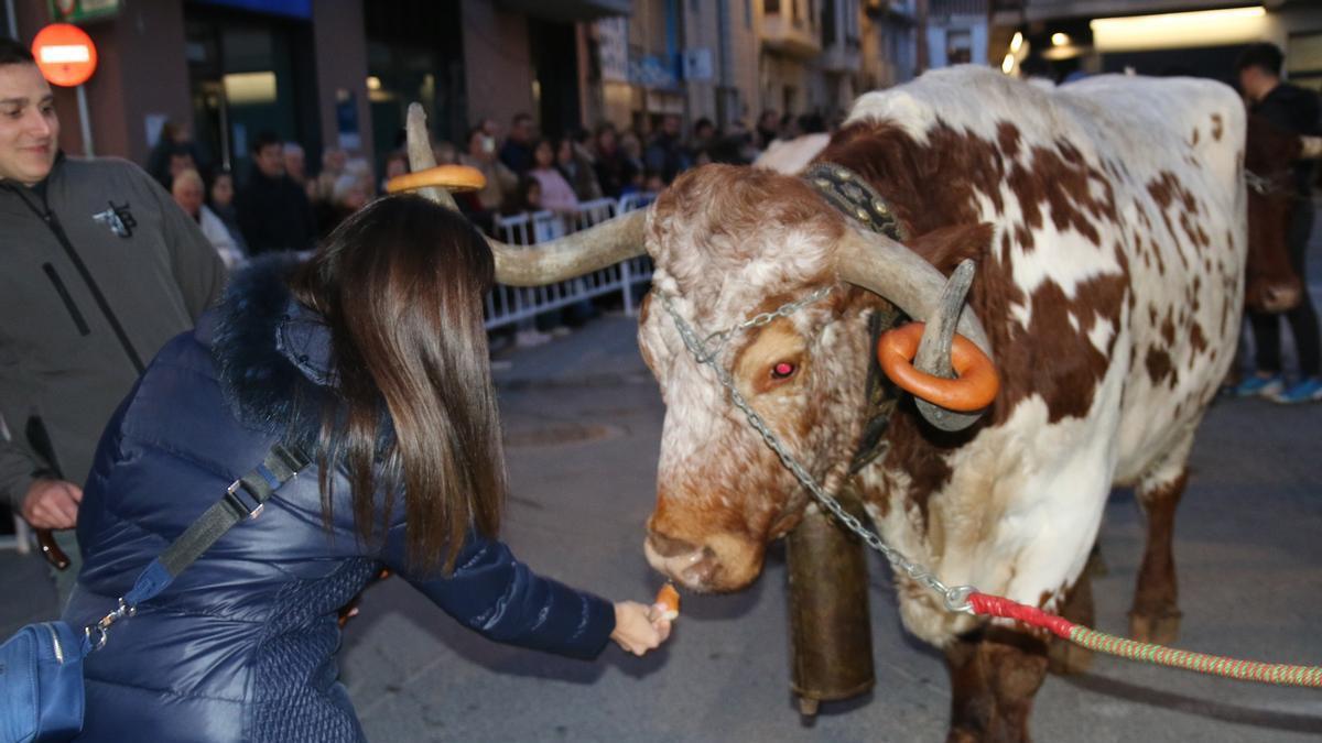 Burriana vive una jornada de Sant Antoni marcada por la tradición y la participación