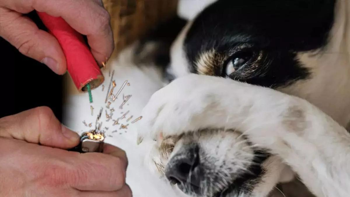 Los perros se asustan e, incluso, sufren de ansiedad con el ruido de los petardos