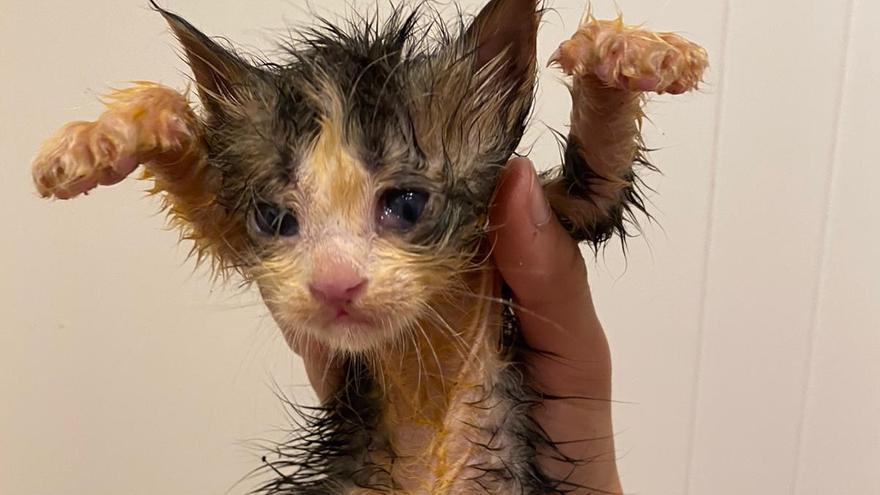 Uno de los gatitos bebé rescatado estos días por Difusión Felina.