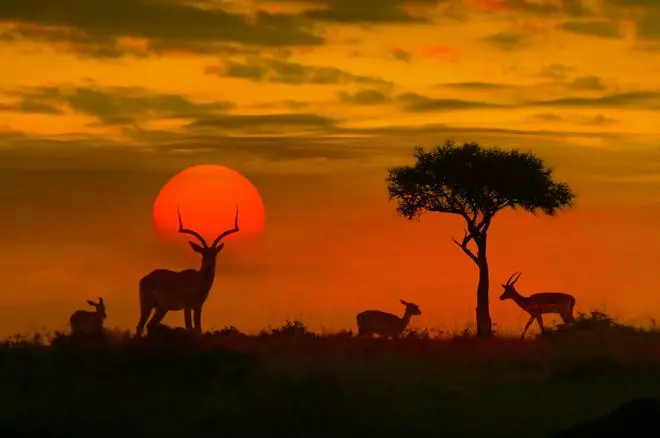 Safaris en África, de las grandes manadas al silencio del Okavango