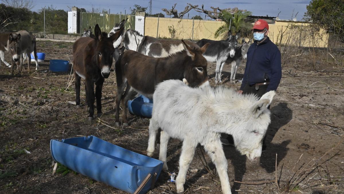 Juan Lebrián, junto a su manada de burros, en su finca del Grau de Castelló.