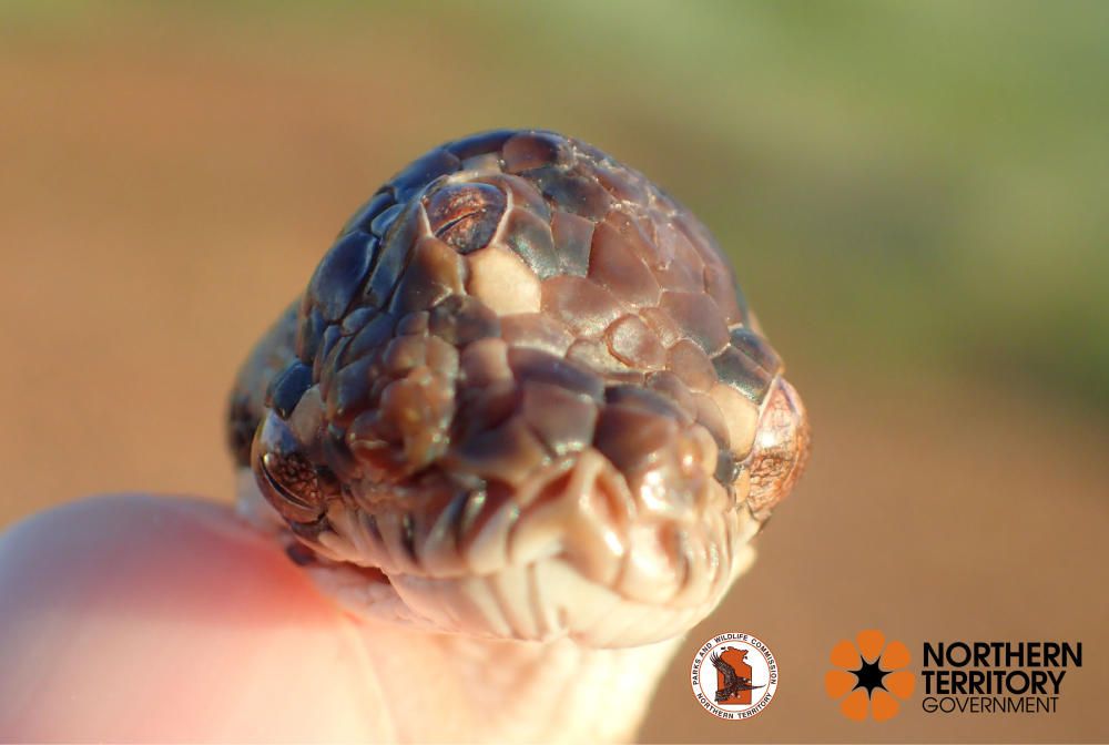 A three-eyed carpet python is seen in Darwin